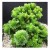 Crassula Estagnol Spiralis Succulent Plants
