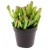 Crassula Hobbit Succulent Plants