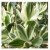 Crassula Ovata Lemon And Lime Succulent Plants