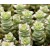 Crassula Perforata Succulent Plants