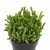 Crassula Muscosa Succulent Plants