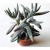 Crassula Surprise Party Succulent Plants