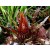 Cryptocoryne Walkeri