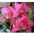 Cymbidium Orchid Plants CMB1022