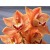 Cymbidium Orchid Plants CMB1024