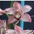 Cymbidium Orchid Plants CMB1025