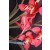 Cymbidium Orchid Plants CMB1026