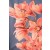 Cymbidium Orchid Plants CMB1029