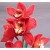 Cymbidium Orchid Plants CMB1031