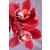 Cymbidium Orchid Plants CMB1032