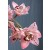 Cymbidium Orchid Plants CMB1034