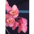 Cymbidium Orchid Plants CMB1035