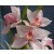 Cymbidium Orchid Plants CMB1037