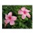Exotic Pink Hibiscus Flowering Plants