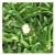 Delosperma Basuticum White Nugget Succulent Plants