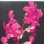 Dendrobium Orchid Plants DMB1046