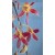 Dendrobium Orchid Plants DMB1047