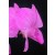 Dendrobium Orchid Plants DMB1053