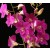 Dendrobium Orchids Plants DMB1386