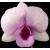 Dendrobium Orchids Plants DMB1389