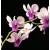 Dendrobium Orchids Plants DMB1390
