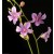 Dendrobium Orchids Plants DMB1391