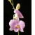 Dendrobium Orchids Plants DMB1392