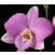 Dendrobium Orchids Plants DMB1393