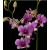 Dendrobium Orchids Plants DMB1395