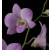 Dendrobium Orchids Plants DMB1396