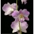 Dendrobium Orchids Plants DMB1397