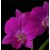 Dendrobium Orchids Plants DMB1398