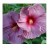 Dwarf Pink Hibiscus Flowering Plants