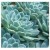 Echeveria Daldia Succulent Plants