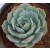 Echeveria Elegans Rose Succulent Plants