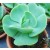 Echeveria Green Spoon Succulent Plants