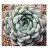 Echeveria White Zaragosa Succulent Plants