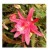Epiphyllum Hybrid Flowering Plants