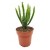 Euphorbia Alluaudii Succulent Plants