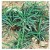 Euphorbia Cylindrifolia Succulent Plants