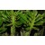 Euphorbia Neriifolia Succulent Plants