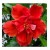 Exotic Double Layer Red Hibiscus Flowering Plants