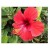 Exotic Red Hibiscus Flowering Plants