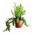 Fishbone Cactus Succulent Plants 