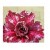 Florid Magenta Adeniums Obesum Plants