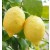 Gandharaj Lemon Live Indian Garden Plants