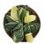 Gasteria Minima Variegated  Succulent Plants