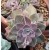 Graptoveria Douglas Huth Succulent Plants