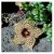 Huernia Hystrix Succulent Plants