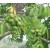 Indian Hog Plum Live Indian Garden Plants